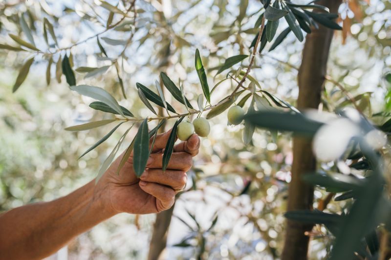 Increase Your Olive Tree Planting Business with an AI Driven, Targeted Website