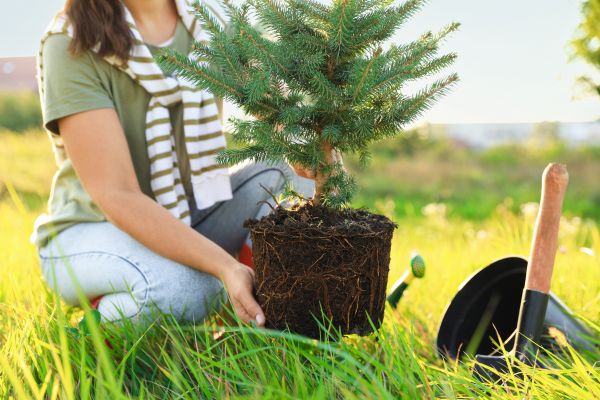 Spruce Tree Planting