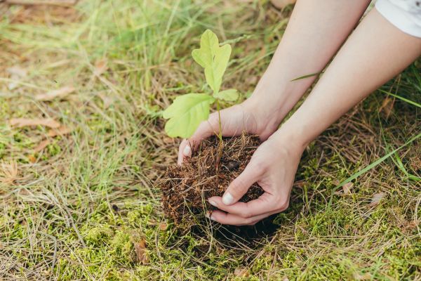 Oak Tree Planting
