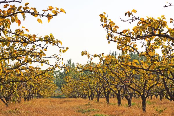 Pear Tree Planting
