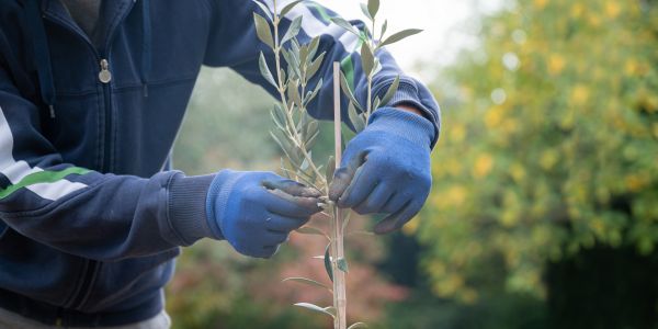 Apple Tree Planting