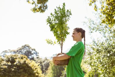 Olive Tree Planting