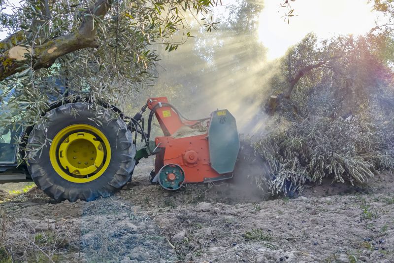 Olive Harvesting